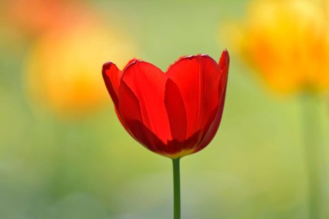 Red Tulip (Tulipa)