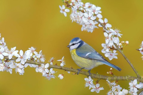 Blue tit (Parus caeruleus)