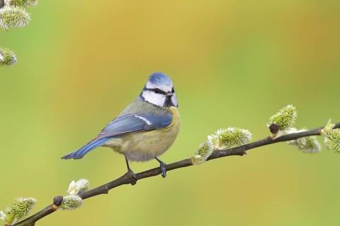 Blue tit (Parus caeruleus)
