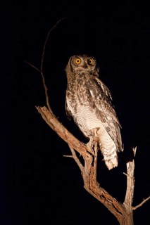 Spotted Eagle-Owl (Bubo africanus) on branch at night