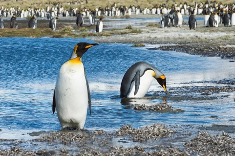 Two King Penguins (Aptenodytes patagonicus) crossing a stream