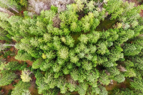 Coniferous forest from above