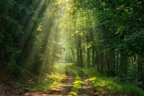 Hiking trail winds through light-flooded forest