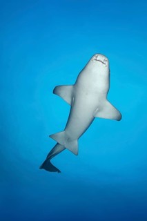 Tawny nurse shark (Nebrius ferrugineus)