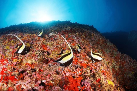 Moorish idols (Zanclus cornutus) foraging on steep face with corals and sponges