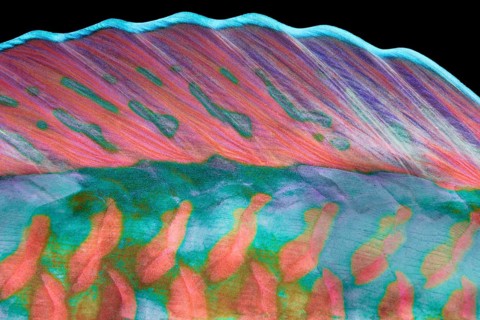 Dorsal fin