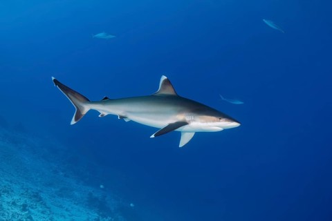Silvertip shark (Carcharhinus albimarginatus)