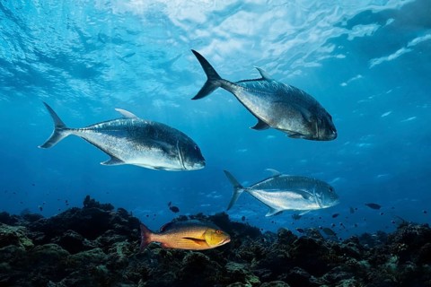 Giant trevallys (Caranx ignobilis)