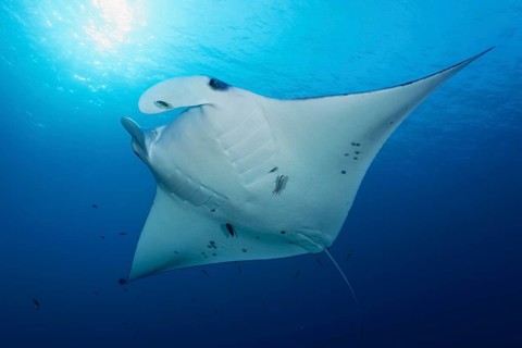 Reef manta ray (Manta alfredi) from below