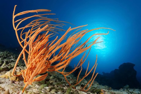 Ellisella soft coral (Ellisella ceratophyta)