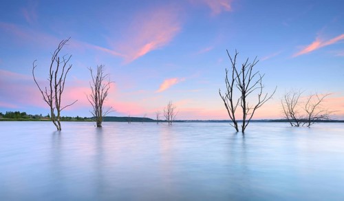 Dead trees in the lake at sunset