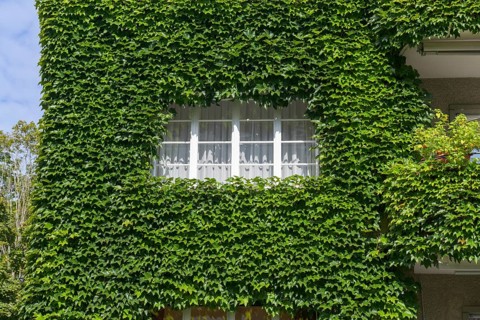 Wild wine on a house facade