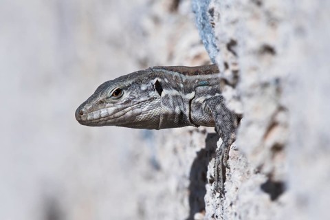 Canary Islands lizard (Gallotia)