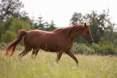 Thoroughbred Arabian chestnut mare trots through the high grass