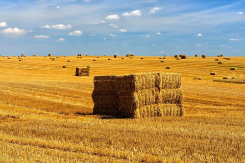 Endless stubble field with bales of straw in summer