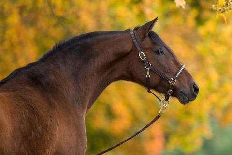 Brown P.R.E. gelding in autumn