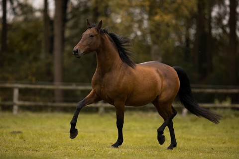 Brown P.R.E. gelding trotting over the pasture in autumn