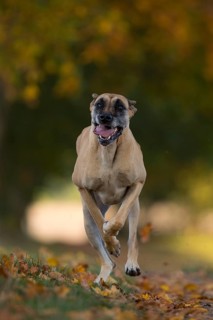 Great Dane running in autumn