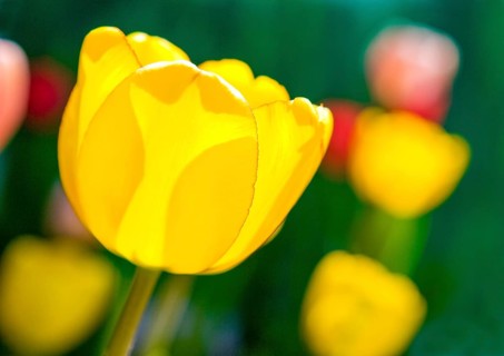Yellow Tulip (Tulipa)