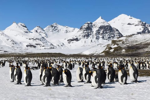 King Penguin Colony (Aptenodytes patagonicus) and snow covered mountains