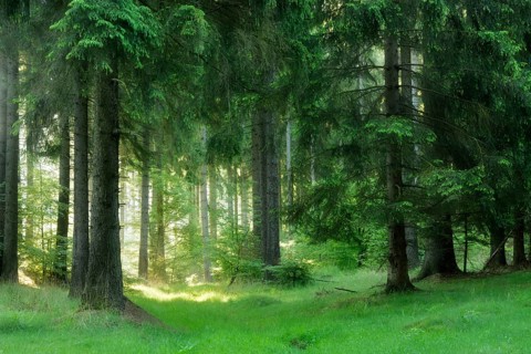 Semi-natural spruce forest in the Harz Mountains