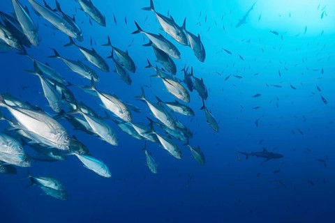 Swarm Bigeye trevallies (Caranx sexfasciatus)