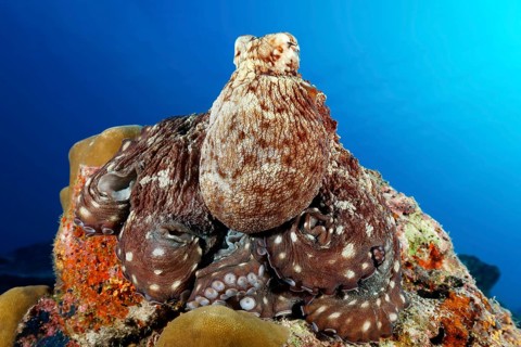 Common Octopus (Octopus vulgaris)