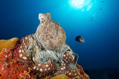 Common Octopus (Octopus vulgaris)