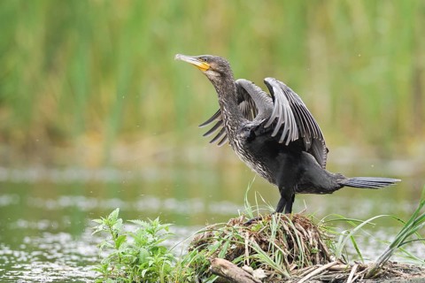 Great cormorant (Phalacrocorax carbo) shakes its feathers