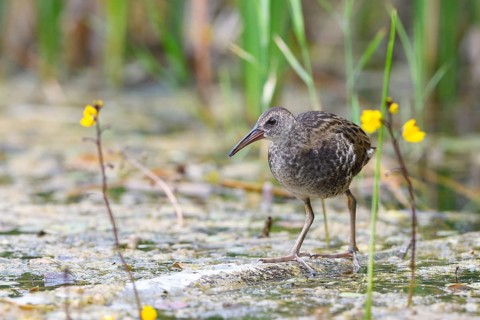 Water Rail (Rallus aquaticus)