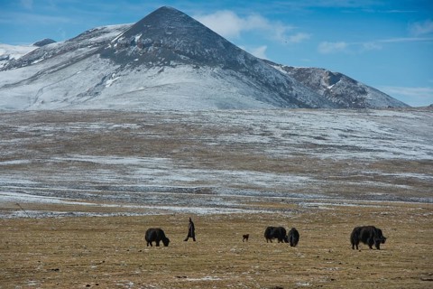Tibetan nomad in icy plateau with yak herd