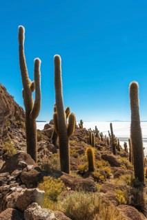 Giant Cacti (Echinopsis atacamensis) Isla Incahuasi