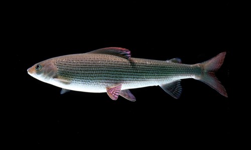 Grayling (Thymallus thymallus)