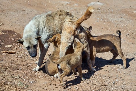 Street dogs