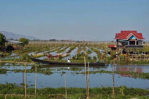 Floating gardens on Inle Lake