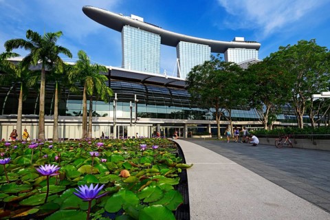 Water lily pond in front of the Art Science Museum