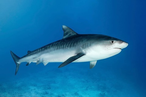 Tiger Shark (Galeocerdo cuvier)