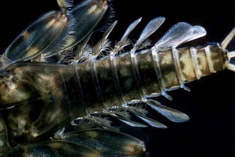Mayfly nymph (Ecdyonurus sp.)