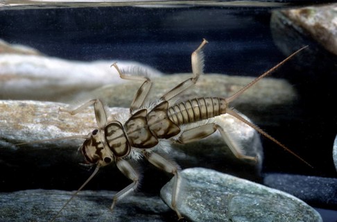 Stone fly (Dinocras ferreri)