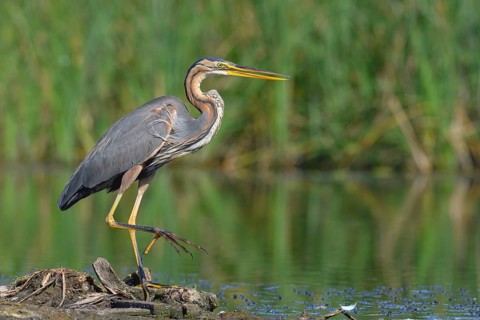 Purple heron (Ardea purpurea) runs along the bank