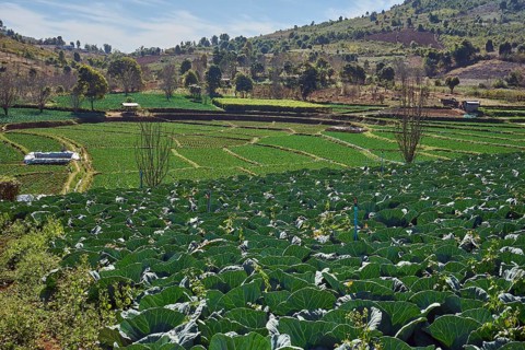Cabbage field