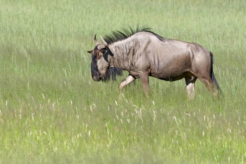 Blue wildebeest (Connochaetes taurinus)
