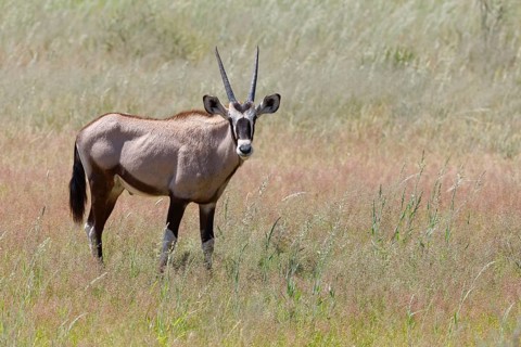 Gemsbok (Oryx gazella)