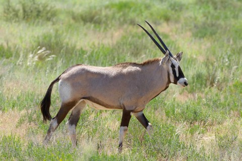 Gemsbok (Oryx gazella)
