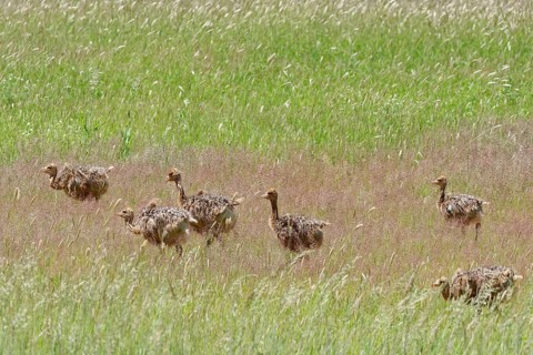 Common ostriches (Struthio camelus)