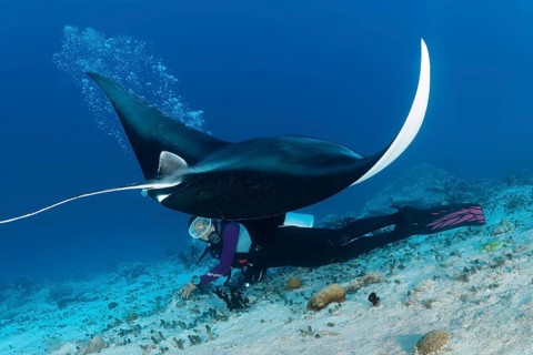 Reef manta ray (Manta alfredi) dwells over diver in rising bubbles