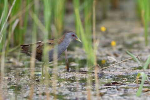 Little Crake (Porzana parva) male wading through shallow water