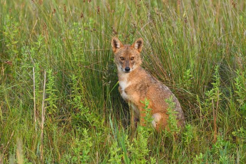 Golden jackal (Canis aureus) sitting in the tall grass