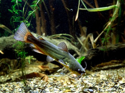 Black bullhead (Ictalurus melas)