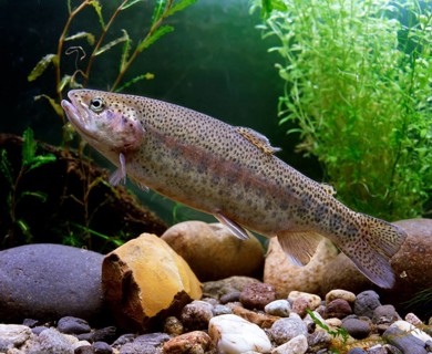 Rainbow trout (Salmo gairdneri)